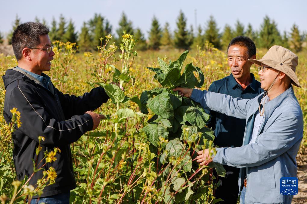 捕鱼大师免广告